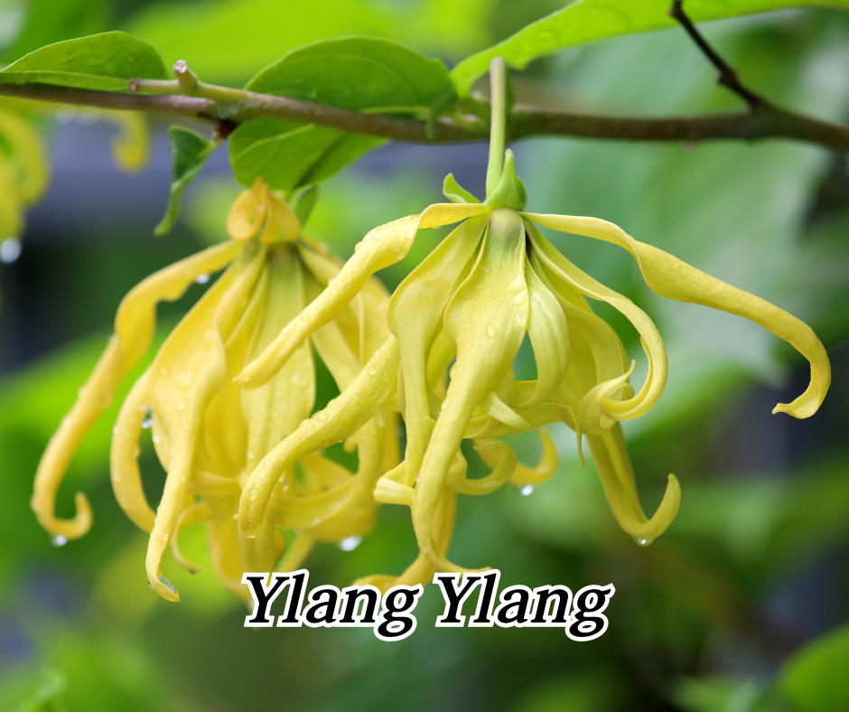 ylang ylang