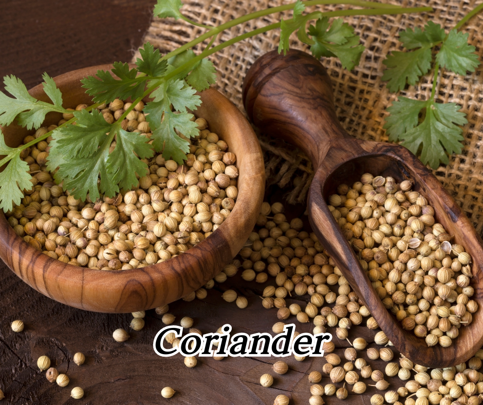 coriander