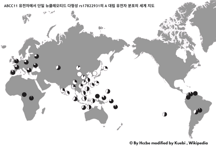 ABCC11 유전자에서 단일 뉴클레오티드 다형성 rs17822931의 A 대립 유전자 분포의 세계 지도