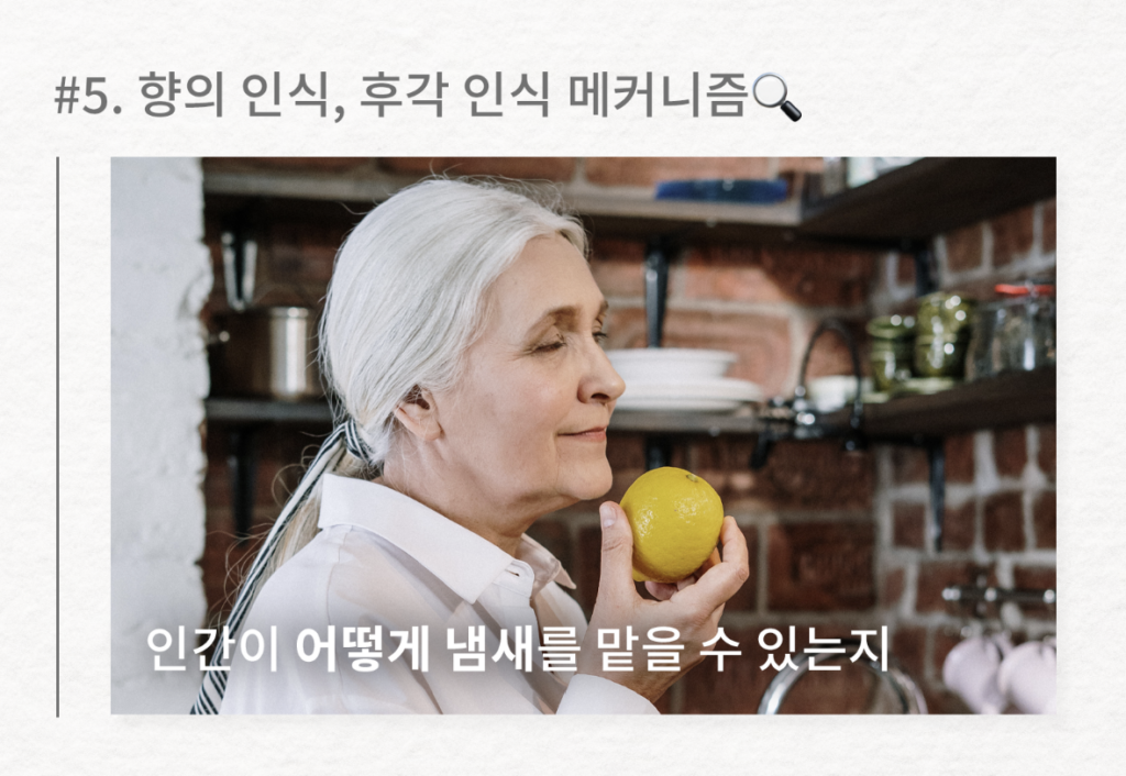 후각